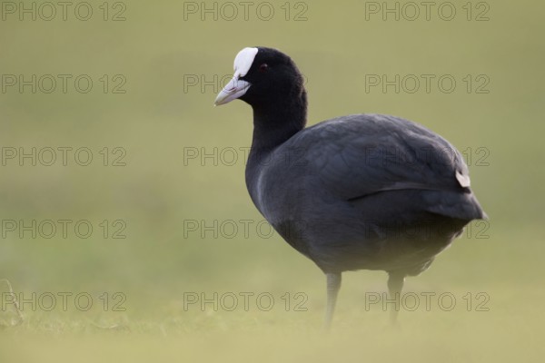 Eurasian Coot (Fulica atra) also called coot, typical and unmistakable is the white pallor, a horn shield above the white beak, stands on land in the grass of a meadow, deep appealing perspective at eye level, common, well-known waterfowl, native birdlife, wildlife, nature, Rhineland, Cologne Bay, North Rhine-Westphalia, Germany, Western Europe