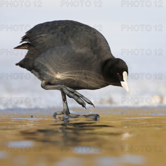 Temperature check... Eurasian Coot (Fulica atra), coot in winter, standing at an ice edge, carefully testing the water temperature with his foot, ice-cold water, nice cold-warm contrast, funny native birdlife, wildlife, nature, Rhineland, Cologne Bay, Regier, North Rhine-Westphalia, Germany, Western Europe