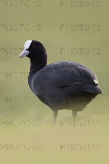 Eurasian Coot (Fulica atra) also called coot, typical and unmistakable is the white pallor, a horn shield above the white beak, stands on land in the grass of a meadow, deep appealing perspective at eye level, common, well-known waterfowl, native birdlife, wildlife, nature, Rhineland, Cologne Bay, North Rhine-Westphalia, Germany, Western Europe