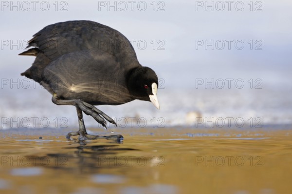 Temperature check... Coot (Fulica atra), common native water bird standing on a sheet of ice at the edge of a body of water, almost looks as if it is carefully checking the water temperature, situation comedy, funny picture, native birdlife, wildlife, Lower Rhine, Rhineland, North Rhine-Westphalia, Germany, Western Europe