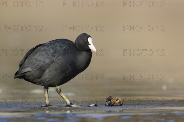 Tough fare... Eurasian Coot rail (Fulica atra), also known as coot, common, widespread native black water bird with white pallor and roundish shape, standing on the ice in front of a migratory mussel, which coots like to eat, Lower Rhine, North Rhine-Westphalia, Germany, Western Europe