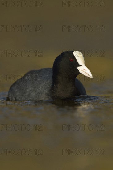 Golden light... Eurasian Coot rail (Fulica atra), common coot, frequently observed, generally known and conspicuous water bird at native waters, belongs, mostly unknown, to the crane birds, Lower Rhine, Rhineland, Rhine district Neuss, North Rhine-Westphalia, Germany, Western Europe
