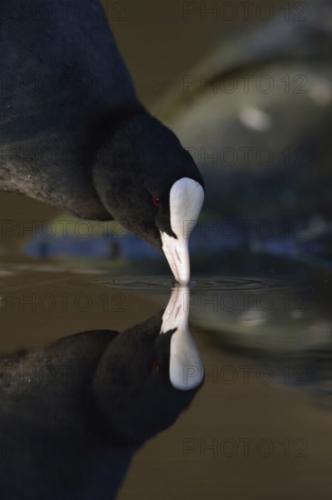 Eurasian Coot (Fulica atra) also called coot, typical and unmistakable is the white pallor, a horn shield over the white beak, drinking, quenching thirst, deep appealing perspective at eye level, detailed partial shot, head portrait, beautiful calm reflection in the water, native birdlife, wildlife, nature, Rhineland, Cologne Bay, North Rhine-Westphalia, Germany, Western EuropeWestern Europe