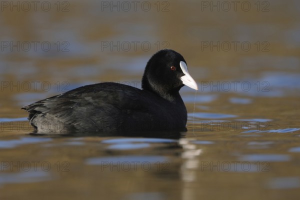 Common Coot (Fulica atra), black plumage, red eyes, white pallor on the forehead Frequent, almost everywhere native water bird in the most beautiful clear light, side view, Lower Rhine, North Rhine-Westphalia, Germany, Western Europe