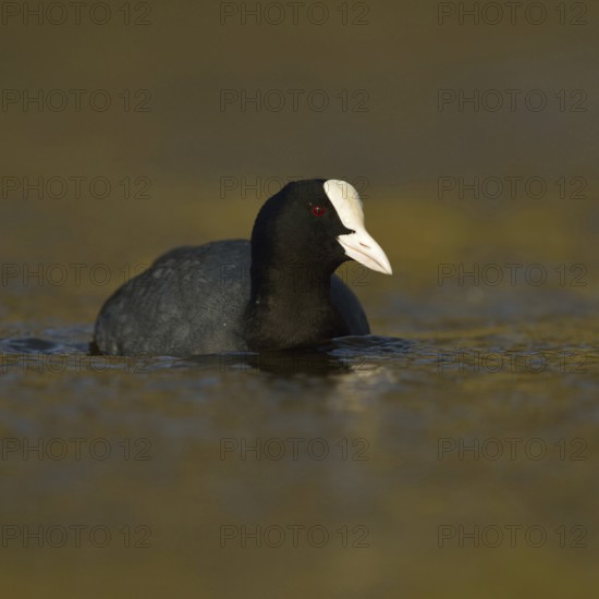 Golden light... Common Coot (Fulica atra), frequently observed, generally known water bird at domestic waters, belongs, mostly unknown, to the crane birds, Lower Rhine, Rhine district Neuss, North Rhine-Westphalia, Germany, Western Europe