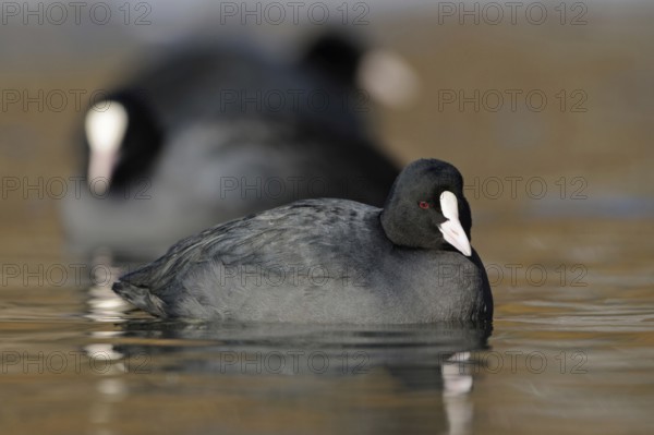 Coots (Fulica atra), water bird frequently observed on almost all bodies of water, small flock, group, congregation, swimming in marvellous, clear light on a body of water, common, widespread water bird, distinctive is the white forehead plate, eponymous pallor, Lower Rhine, Rhine district of Neuss, North Rhine-Westphalia, Germany, Western Europe