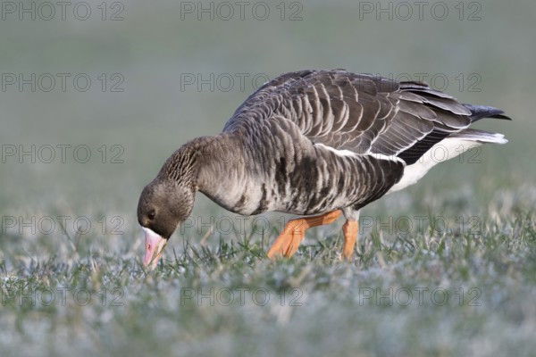 Stalk by stalk... White-fronted goose (Anser albifrons) grazing on a frozen meadow, eating, grazing, grazing young grasses, very detailed, clear photo, Lower Rhine, Kleve district, North Rhine-Westphalia, Germany, Western Europe
