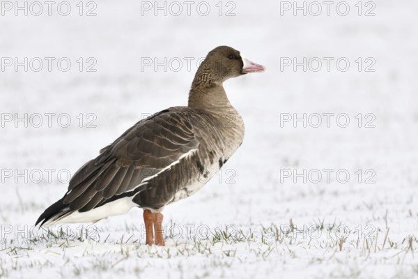 White-fronted goose (Anser albifrons) in the snow, relatively common Arctic wild goose, but only seen here in winter, winter visitor, typical characteristics are the pink bill with the white pallor and the stripes on the belly, Lower Rhine, North Rhine-Westphalia, Germany, Western Europe