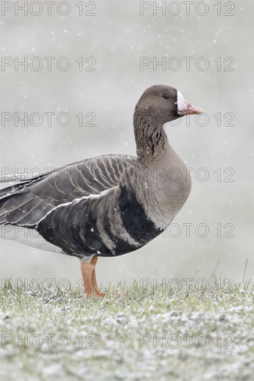 White-fronted goose (Anser albifrons) in winter, during heavy snowfall on the Lower Rhine, northern winter visitor, standing free on a snow-covered meadow, native wildlife, wildlife, Lower Rhine, North Rhine-Westphalia, Germany, Western Europe