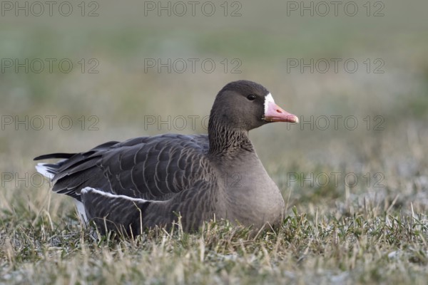 Resting in the grass... White-fronted goose (Anser albifrons), single wild goose resting, lying on a frozen meadow covered with hoar frost on the Lower Rhine, wintering goose, returns to the breeding grounds in the far north in March, Lower Rhine, North Rhine-Westphalia, Germany, Western Europe