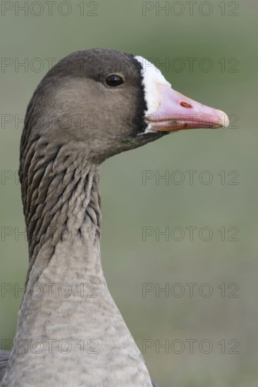 Feeding... White-fronted goose (Anser albifrons), wild goose feeding, wild goose, wintering guest on the Lower Rhine, eating grass, detailed close-up from a particularly low perspective creates tension in the picture, Lower Rhine, North Rhine-Westphalia, Germany, Western Europe