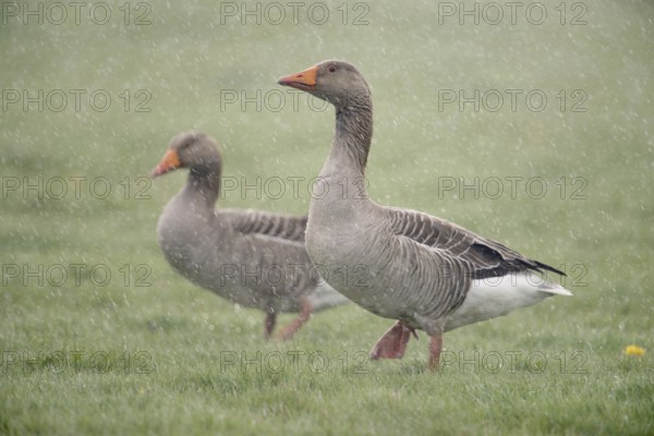 Slippery weather... Greylag geese (Anser anser), two greylag geese, wild geese, probably a pair, in heavy rain, heavy rain shower in spring, Lower Rhine, North Rhine-Westphalia, Germany, Western Europe