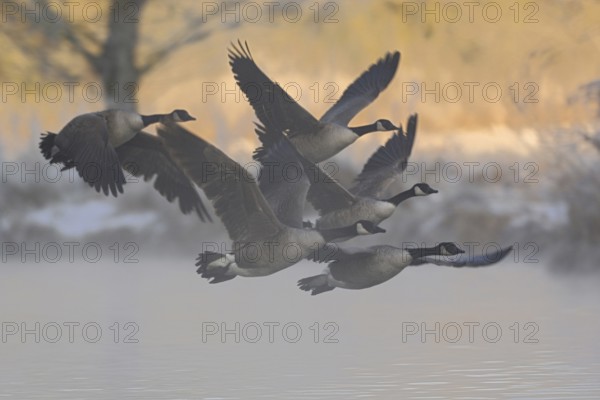 A winter morning... Canada geese (Branta canadensis) leave their roosting grounds in the early morning at sunrise and in light morning mist, Lower Rhine, North Rhine-Westphalia, Germany, Western Europe