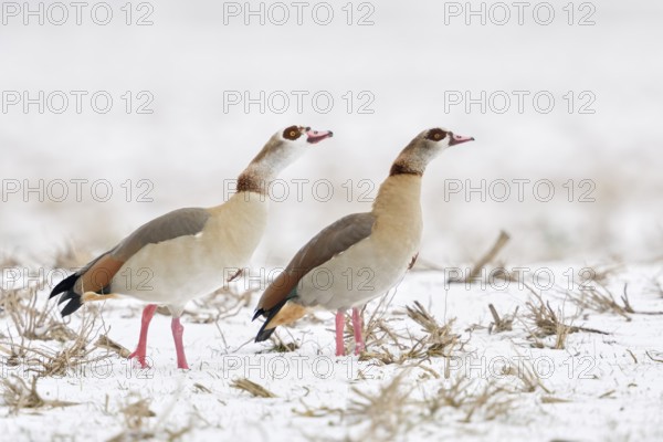 Egyptian goose (Alopochen aegyptiacus), Egyptian geese in the snow, pairs in winter, show typical threatening behaviour, are often aggressive towards other animal species, very robust wild geese, common almost everywhere, whose original home is Africa, Lower Rhine, North Rhine-Westphalia, Germany, Western Europe