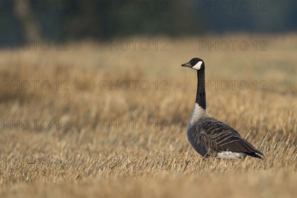 On the stubble field... Kanda goose (Branta canadensis), now widespread almost worldwide and also in Germany, very adaptable wild goose, invasive species, neozoon, problem bird in many places, original home North America, looks around vigilantly, Lower Rhine, North Rhine-Westphalia, Germany, Western Europe
