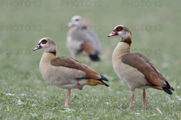 Travelling together... Nile goose, Nile geese (Alopochen aegyptiacus), presumably a family, the adults in the foreground, a young bird in the background, have reproduced strongly everywhere in recent years, Lower Rhine, North Rhine-Westphalia, Germany, Western Europe