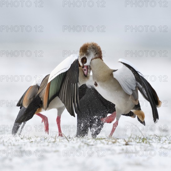 Nile goose, Nile geese (Alopochen aegyptiacus) in winter, snow, in an aggressive fight, scuffle, hard fight, fight, fight bitterly, compete with each other, wildlife, native wild animals, wild geese, invasive, aggressive species, neozoa in the Lower Rhine, North Rhine-Westphalia, Germany, Western Europe