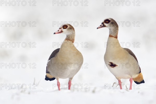 Often travelling as a pair... Nile goose (Alopochen aegyptiacus), Nile geese in the snow, pair in winter, very robust wild goose, common almost everywhere, whose original home is Africa, Lower Rhine, North Rhine-Westphalia, Germany, Western Europe