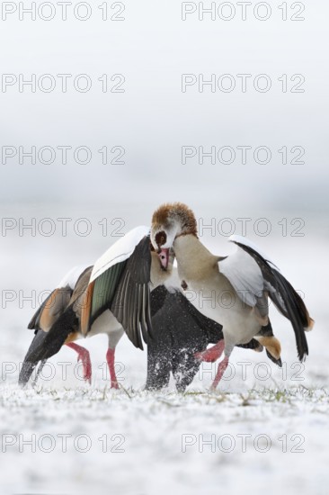 Nile goose, Nile geese (Alopochen aegyptiacus) in winter, snow, in fierce, hard fight, territorial tussle, fight, argue bitterly, compete with each other, wildlife, native wild animals, wild geese, invasive, aggressive species, neozoa on the Lower Rhine, North Rhine-Westphalia, Germany, Western Europe