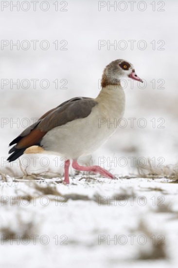 Egyptian goose (Alopochen aegyptiacus), invasive, conspicuous animal species in Europe, does well here even in cold winters, migrates here over snow-covered farmland in search of food, wild goose, wild animals, Germany, Europe, Lower Rhine, North Rhine-Westphalia, Western Europe