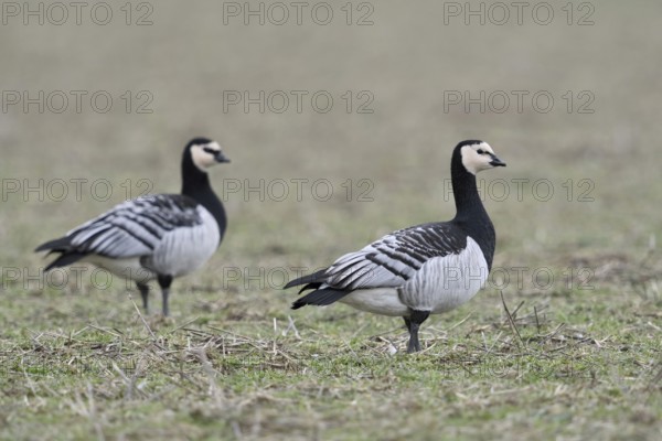 Barnacle geese, white-fronted geese (Branta leucopsis), arctic wild geese, wild birds, pair, couple, wintering on the Lower Rhine, North Rhine-Westphalia, wildlife, Germany, Western Europe