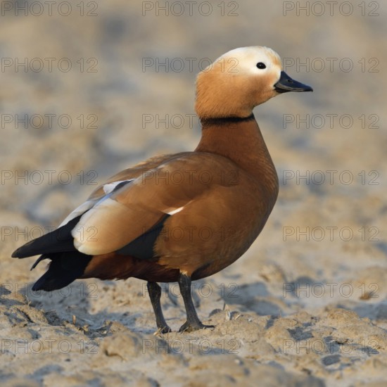 Newcomer... Ruddy-headed goose (Tadorna ferruginea) on a field in winter, beautifully marked wild goose, originally from Central Asia, is also spreading more and more in Germany, Lower Rhine, North Rhine-Westphalia, Germany, Western Europe