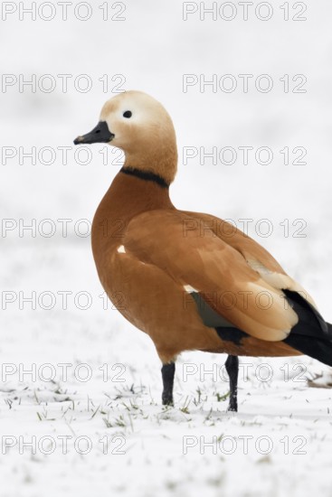 Ruddy-headed goose (Tadorne casarca) in the snow, wild goose, invasive species in Europe, wintering male in breeding plumage, standing on snow-covered farmland on the Lower Rhine, Bislicher Insel nature reserve, wild animal, Lower Rhine, North Rhine-Westphalia, Germany, Western Europe