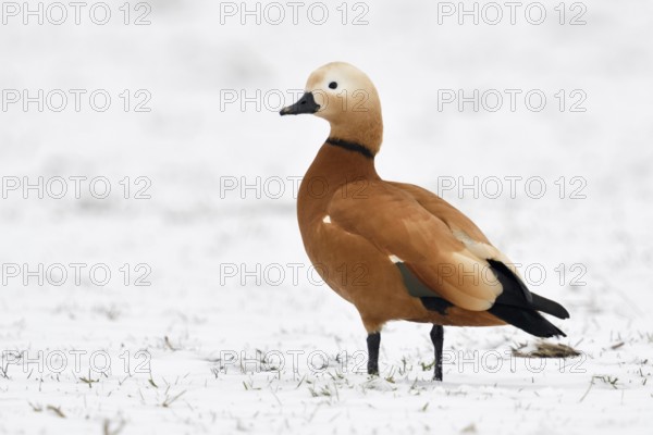Ruddy-headed goose (Tadorne casarca) in the snow, wild goose, invasive species in Europe, wintering male in breeding plumage, standing on snow-covered farmland on the Lower Rhine, Bislicher Insel nature reserve, wild animal, Lower Rhine, North Rhine-Westphalia, Germany, Western Europe
