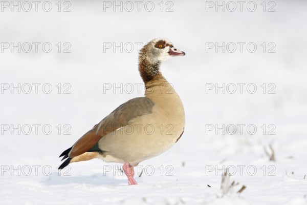 Egyptian goose (Alopochen aegyptiacus) in winter on the Lower Rhine, in the snow, standing on freshly snow-covered farmland, invasive species, despite its origin from Africa it copes surprisingly well with cold temperatures, neozoon, native fauna, wildlife, Lower Rhine, North Rhine-Westphalia, Rhineland, Germany, Western Europe