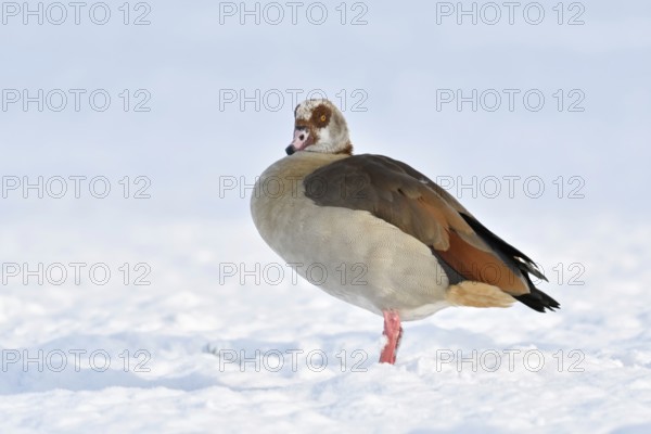 Nile goose (Alopochen aegyptiacus), now widespread conspicuous wild goose, in winter, in the snow, neozone, invasive species in Germany, standing on freshly snow-covered farmland, wildlife, animal world, Lower Rhine, North Rhine-Westphalia, Germany, Western Europe