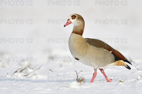 Winter on the Lower Rhine... Nile goose (Alopochen aegyptiacus), wild goose running across a field in freshly fallen snow in the sun, Nile geese are very conspicuous, robust wild geese, whose original home is in Africa, today also widespread here all year round, Lower Rhine, North Rhine-Westphalia, Germany, Western Europe