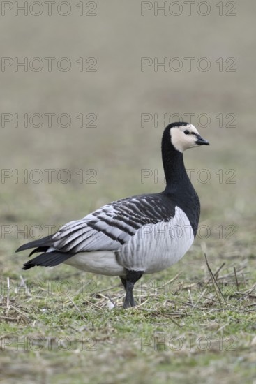 Barnacle goose, white-fronted goose (Branta leucopsis) in a meadow, a field, arctic wild goose, wild bird, wintering on the Lower Rhine, side view, North Rhine-Westphalia, wildlife, Germany, Lower Rhine, Western Europe