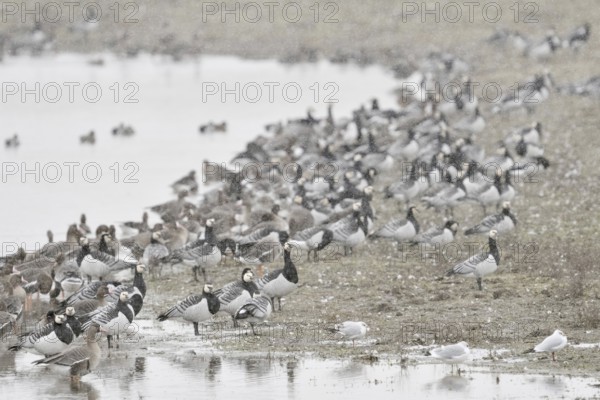 Wintering Nordic wild geese, arctic geese, especially barnacle geese (Branta leucopsis), resting during a snow shower on a body of water on Bislicher Insel on the Lower Rhine, North Rhine-Westphalia, Wildlife, Europe, Lower Rhine, North Rhine-Westphalia, Germany, Western Europe