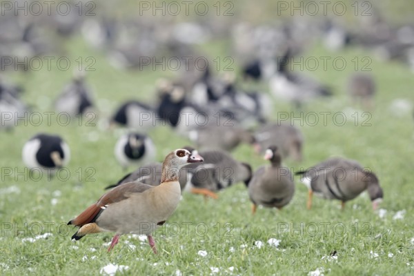 Nile goose (Alopochen aegyptiacus), in winter, invasive species in Western Europe, roosts together with wintering Nordic, Arctic wild geese on farmland, partly in search of food, native wildlife, wildife, Lower Rhine, North Rhine-Westphalia, Germany, Western Europe