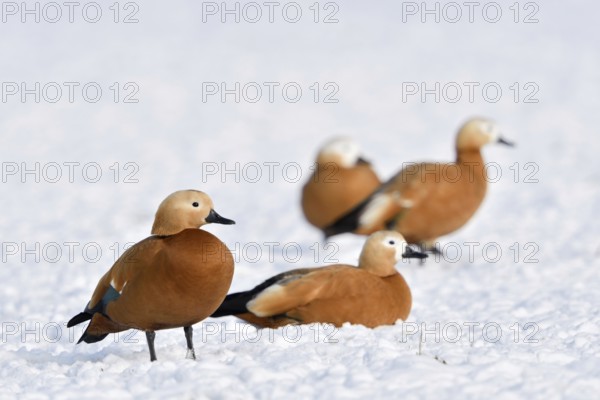 Ruddy shelduck (Tadorne casarca), ruddy shelduck, small flock, resting in the snow on the Lower Rhine, on snow-covered farmland, wintering, invasive species in Europe, wild animals, Lower Rhine, North Rhine-Westphalia, Germany, Western Europe