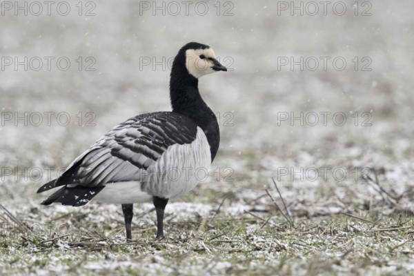 Always vigilant... White-fronted goose (Branta leucopsis) or barnacle goose during snowfall in the wintering area on the Lower Rhine, Bislicher Insel, Wesel district, Lower Rhine, North Rhine-Westphalia, Germany, Western Europe