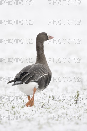 Up and away... White-fronted goose (Anser albifrons) gives the observer the cold shoulder, runs away, wild goose in the snow, winter visitor, white-fronted geese breed in the far north, overwinter in Western Europe, Lower Rhine, North Rhine-Westphalia, Germany