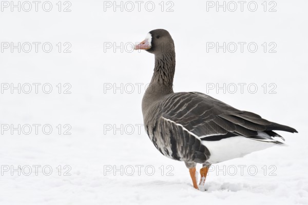 White-fronted goose (Anser albifrons), wild goose on the Lower Rhine, winter visitor from the Arctic, on snow-covered farmland, walking through snow, looking back, wildlife, wild animal, Europe, Xanten, North Rhine-Westphalia, Germany, Western Europe
