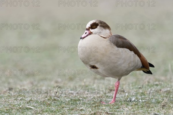 Standing on one leg... Nile Goose (Alopochen aegyptiacus) in winter on frosty ground, invasive, originally native to Africa, now common almost everywhere, very adaptable wild goose, Lower Rhine, North Rhine-Westphalia, Germany, Western Europe
