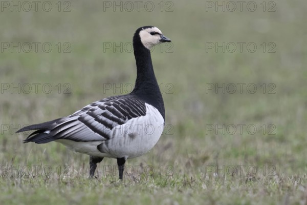 Barnacle goose, white-fronted goose (Branta leucopsis) in a meadow, a field, arctic wild goose, wintering on the Lower Rhine, looks around attentively, the raised neck, raised head shows increased alertness, attention, wild goose, wildlife, wildlife, Germany, North Rhine-Westphalia, Western Europe