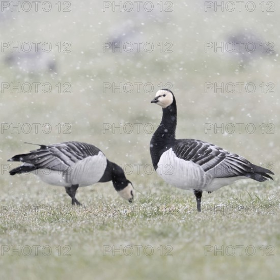 Barnacle geese, white-fronted geese (Branta leucopsis), flock in winter, on a pasture during a snow shower while looking for food, one looks around, the other secures the surroundings, wildlife, native fauna, Europe, Lower Rhine, North Rhine-Westphalia, Germany, Western Europe