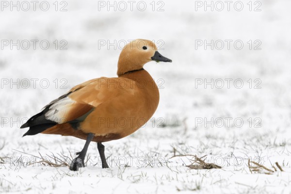 In the snow... Ruddy-headed goose (Tadorna ferruginea) walking across a field, Ruddy-headed geese are wild geese that are spreading in this country, invasive species, native to Asia and North Africa, quite aggressive during the breeding season, cave breeders, displaces native species, Lower Rhine, North Rhine-Westphalia, Germany, Western Europe