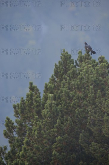 During the autumn mating season... Black grouse (Lyrurus tetrix) in its natural habitat, perched, sitting high up on a pine tree in the Swiss Alps, Alps, Bernese Oberland, Switzerland, Western Europe