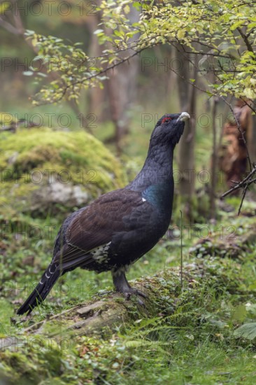Impressive... Capercaillie (Tetrao urogallus), unfortunately threatened with extinction in Germany, yet very well-known bird, lives in old, largely unspoilt mountain forest regions, Bavaria, Germany, Western Europe