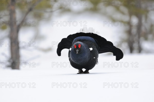 Self-confident... Black grouse (Lyrurus tetrix), black grouse, dominant cock enters the mating arena in a crouched posture, showing display of imposing behaviour, fanned out tail feathers, swollen roses, eyebrows, showing territorial behaviour, wildlife, Europe, Southern Sweden, Sweden, Scandinavia, Northern Europe