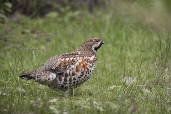 Little shy forest bird... Hazel grouse (Tetrastes bonasia), very rare wild chicken, native to structurally rich deciduous and mixed forests, belongs to the ruffed grouse family, Bavaria, Germany