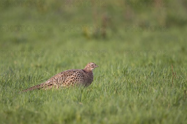 On the meadows of the Lower Rhine... Pheasant hen (Phasianus colchicus), female hunting pheasant calmly walking across a meadow, nowadays a rare sight even in traditional small game areas, Lower Rhine, North Rhine-Westphalia, Germany, Western Europe