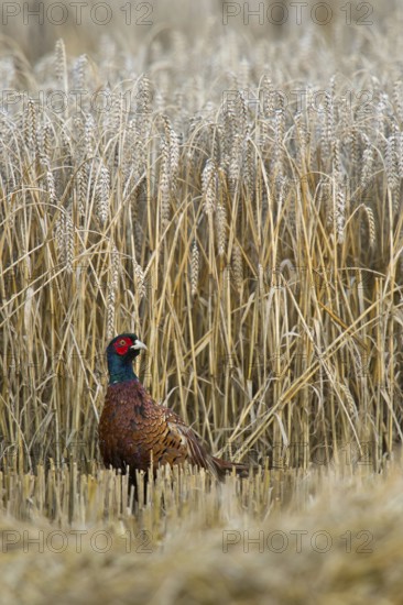 Harvest time, hard time... Hunting pheasant (Phasianus colchicus), pheasant looking around irritated after being deprived of cover by the ongoing grain harvest, Lower Rhine, North Rhine-Westphalia, Germany, Western Europe