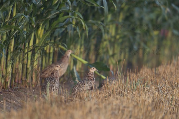 Young pheasants... Hunting pheasant (Phasianus colchicus), several young birds at the edge of a cornfield miss the cover of the freshly mown cornfield, sneak away, pheasants also suffer considerably from habitat loss due to intensive agriculture, Lower Rhine, North Rhine-Westphalia, Germany, Western Europe