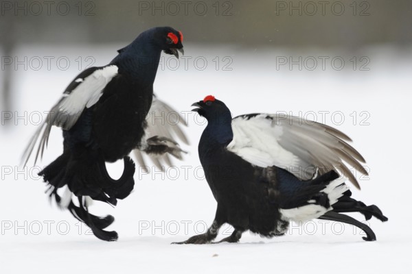 Black grouse (Lyrurus tetrix) Black grouse in winter in the snow, male black grouse fight, argue, courtship in courtship arena for the favour of the females, wildlife, Central Sweden, Sweden, Scandinavia, Northern Europe